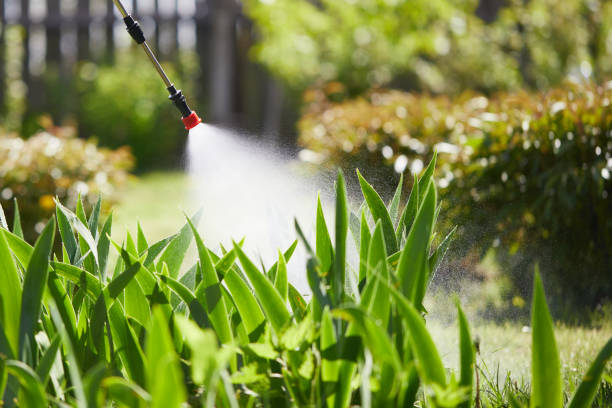 24/7 Emergency Termite Control experts in Kingston, IL